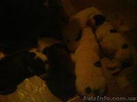 продажа щенков алабая(среднеазиатская овчарка) - <ro>Изображение</ro><ru>Изображение</ru> #4, <ru>Объявление</ru> #144030