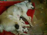 продажа щенков алабая(среднеазиатская овчарка) - <ro>Изображение</ro><ru>Изображение</ru> #5, <ru>Объявление</ru> #144030