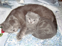 Продам котенка британца,вислоухий. - <ro>Изображение</ro><ru>Изображение</ru> #1, <ru>Объявление</ru> #145788