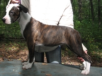 Продается очаровательный щенок стаффорда, недорого - <ro>Изображение</ro><ru>Изображение</ru> #2, <ru>Объявление</ru> #137830