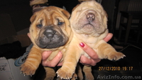 Продам щенков Шарпея - <ro>Изображение</ro><ru>Изображение</ru> #3, <ru>Объявление</ru> #155251