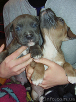 Продам щенков Американского Стаффордширского терьера.   - <ro>Изображение</ro><ru>Изображение</ru> #2, <ru>Объявление</ru> #153136