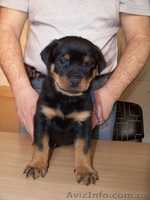 внеплановые щенки ротвейлера - <ro>Изображение</ro><ru>Изображение</ru> #4, <ru>Объявление</ru> #144767