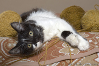 Кому особо ласковую девочку? - <ro>Изображение</ro><ru>Изображение</ru> #1, <ru>Объявление</ru> #161050