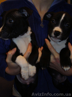 Щенки Ам. Стаффа - <ro>Изображение</ro><ru>Изображение</ru> #3, <ru>Объявление</ru> #170924