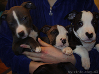 Щенки Ам. Стаффа - <ro>Изображение</ro><ru>Изображение</ru> #2, <ru>Объявление</ru> #170924
