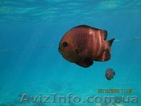 Поиск тура по всем направлениям на сайте ТА Маяк  - <ro>Изображение</ro><ru>Изображение</ru> #1, <ru>Объявление</ru> #163887