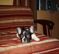 Маленькая француженка - <ro>Изображение</ro><ru>Изображение</ru> #2, <ru>Объявление</ru> #161941