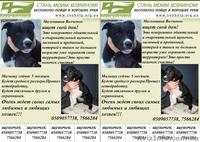 мы ждем добрых ручек!!!0665522498 - <ro>Изображение</ro><ru>Изображение</ru> #2, <ru>Объявление</ru> #161046