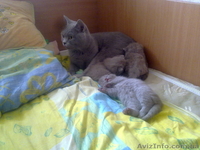 Чистокровные британские котята - <ro>Изображение</ro><ru>Изображение</ru> #1, <ru>Объявление</ru> #204110