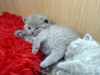 Чистокровные британские котята - <ro>Изображение</ro><ru>Изображение</ru> #2, <ru>Объявление</ru> #204110