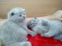 Чистокровные британские котята - <ro>Изображение</ro><ru>Изображение</ru> #3, <ru>Объявление</ru> #204110