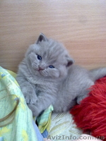 Чистокровные британские котята - <ro>Изображение</ro><ru>Изображение</ru> #4, <ru>Объявление</ru> #204110