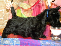 Малыши скотч - терьера - <ro>Изображение</ro><ru>Изображение</ru> #1, <ru>Объявление</ru> #185194