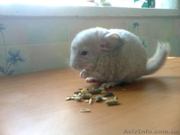 шиншилят - <ro>Изображение</ro><ru>Изображение</ru> #1, <ru>Объявление</ru> #209684