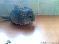 шиншилят - <ro>Изображение</ro><ru>Изображение</ru> #2, <ru>Объявление</ru> #209684