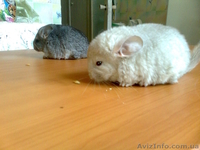 шиншилят - <ro>Изображение</ro><ru>Изображение</ru> #4, <ru>Объявление</ru> #209684
