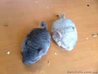 шиншилят - <ro>Изображение</ro><ru>Изображение</ru> #5, <ru>Объявление</ru> #209684