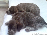 Щенки курцхаара. - <ro>Изображение</ro><ru>Изображение</ru> #3, <ru>Объявление</ru> #179415