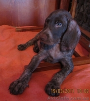 Щенки курцхаара. - <ro>Изображение</ro><ru>Изображение</ru> #1, <ru>Объявление</ru> #179415