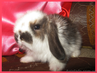 Вислоухие крольчата!!!! - <ro>Изображение</ro><ru>Изображение</ru> #2, <ru>Объявление</ru> #197988