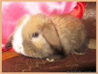 Вислоухие крольчата!!!! - <ro>Изображение</ro><ru>Изображение</ru> #3, <ru>Объявление</ru> #197988