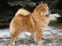 щенки чау-чау, кремовые - <ro>Изображение</ro><ru>Изображение</ru> #6, <ru>Объявление</ru> #193203