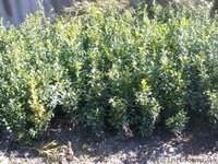 Продам декоративные растения - <ro>Изображение</ro><ru>Изображение</ru> #3, <ru>Объявление</ru> #193302