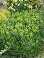 Продам декоративные растения - <ro>Изображение</ro><ru>Изображение</ru> #1, <ru>Объявление</ru> #193302