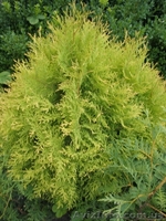 Продам декоративные растения - <ro>Изображение</ro><ru>Изображение</ru> #4, <ru>Объявление</ru> #193302