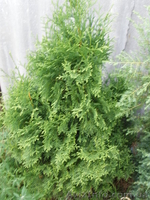 Продам декоративные растения - <ro>Изображение</ro><ru>Изображение</ru> #5, <ru>Объявление</ru> #193302