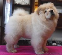 щенки чау-чау, кремовые - <ro>Изображение</ro><ru>Изображение</ru> #2, <ru>Объявление</ru> #193203