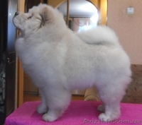 щенки чау-чау, кремовые - <ro>Изображение</ro><ru>Изображение</ru> #3, <ru>Объявление</ru> #193203