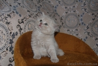 Котята британцы, очень красивые - <ro>Изображение</ro><ru>Изображение</ru> #10, <ru>Объявление</ru> #230583