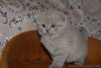 Котята британцы, очень красивые - <ro>Изображение</ro><ru>Изображение</ru> #1, <ru>Объявление</ru> #230583