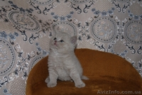 Котята британцы, очень красивые - <ro>Изображение</ro><ru>Изображение</ru> #2, <ru>Объявление</ru> #230583