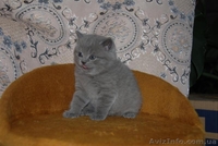 Котята британцы, очень красивые - <ro>Изображение</ro><ru>Изображение</ru> #6, <ru>Объявление</ru> #230583