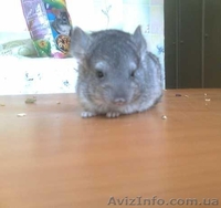 шиншилят - <ro>Изображение</ro><ru>Изображение</ru> #7, <ru>Объявление</ru> #209684