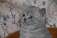 Котята британцы, очень красивые - <ro>Изображение</ro><ru>Изображение</ru> #7, <ru>Объявление</ru> #230583