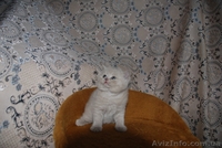 Котята британцы, очень красивые - <ro>Изображение</ro><ru>Изображение</ru> #8, <ru>Объявление</ru> #230583