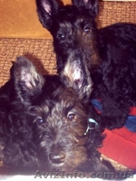 Щеночки скотч-терьера - <ro>Изображение</ro><ru>Изображение</ru> #1, <ru>Объявление</ru> #181955