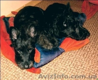 Малыши скотч - терьера - <ro>Изображение</ro><ru>Изображение</ru> #2, <ru>Объявление</ru> #185194