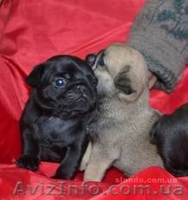 Продам щенков Мопса с Родословной - <ro>Изображение</ro><ru>Изображение</ru> #2, <ru>Объявление</ru> #236863