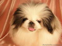 Купить щенки пекинеса в Харькове. Элитные щенки пекинеса ждут вас.  - <ro>Изображение</ro><ru>Изображение</ru> #1, <ru>Объявление</ru> #236181