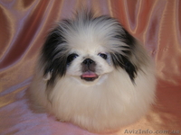 Купить щенки пекинеса в Харькове. Элитные щенки пекинеса ждут вас.  - <ro>Изображение</ro><ru>Изображение</ru> #2, <ru>Объявление</ru> #236181