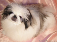 Купить щенки пекинеса в Харькове. Элитные щенки пекинеса ждут вас.  - <ro>Изображение</ro><ru>Изображение</ru> #4, <ru>Объявление</ru> #236181