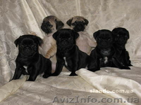 Продам щенков Мопса с Родословной - <ro>Изображение</ro><ru>Изображение</ru> #3, <ru>Объявление</ru> #236863