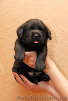 Лабрадор ретривер - продам щенков в хорошие руки - <ro>Изображение</ro><ru>Изображение</ru> #2, <ru>Объявление</ru> #269129