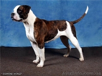 Американские бульдоги в Харькове. Питомник L'Diamond World - <ro>Изображение</ro><ru>Изображение</ru> #1, <ru>Объявление</ru> #269633