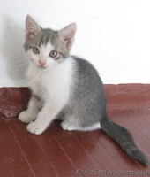 Отдам котёнка любящим хозяевам. - <ro>Изображение</ro><ru>Изображение</ru> #1, <ru>Объявление</ru> #262752